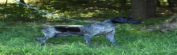 German Shorthaired Pointer dogs for sale: Ruger - Ad 6