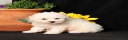 Bichon Frise dogs for sale: Snickerdoodle - Ad 2