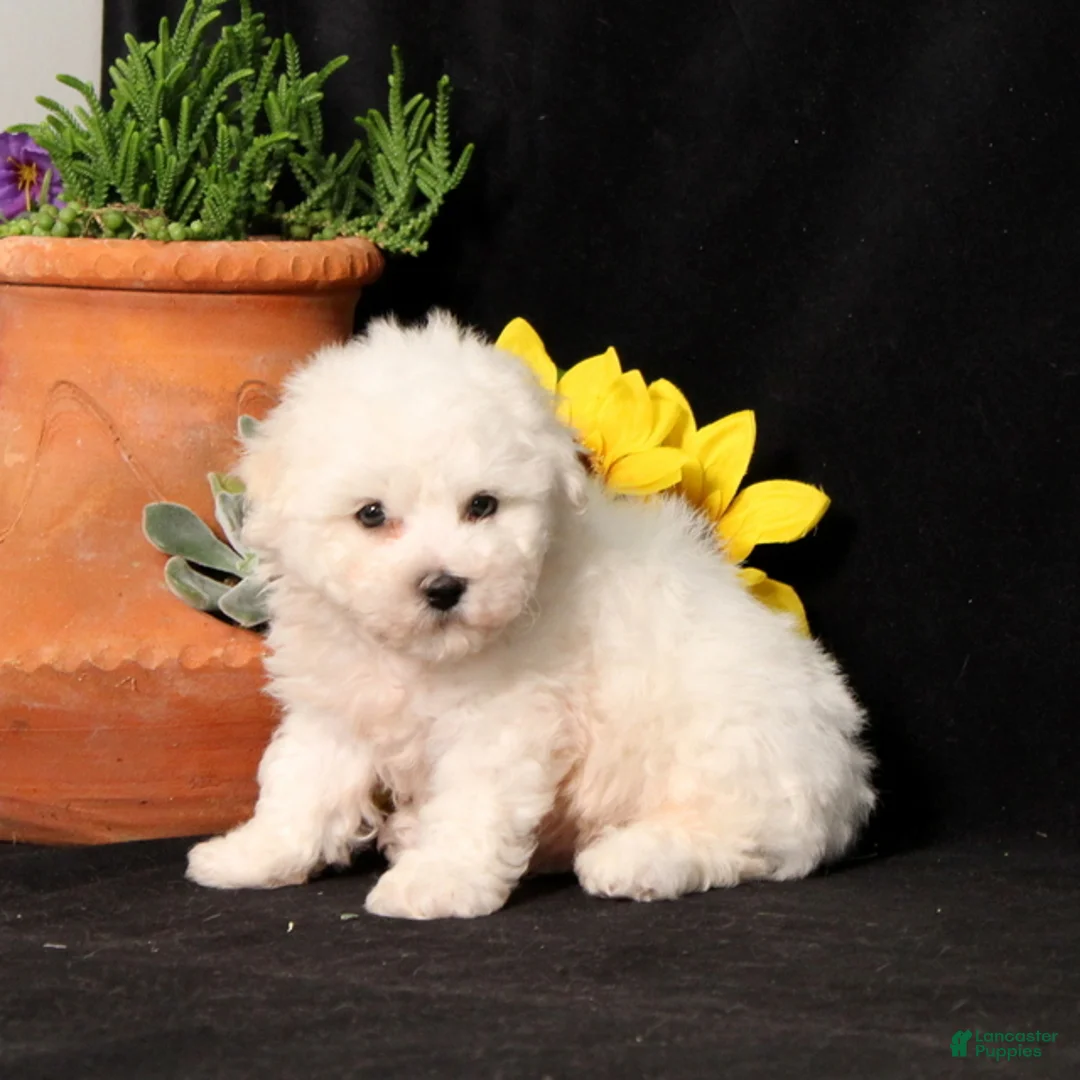 Bichon Frise dogs for sale: Snickerdoodle - Ad 2