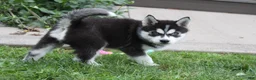 Siberian Husky dogs for sale: Timber - Ad 7