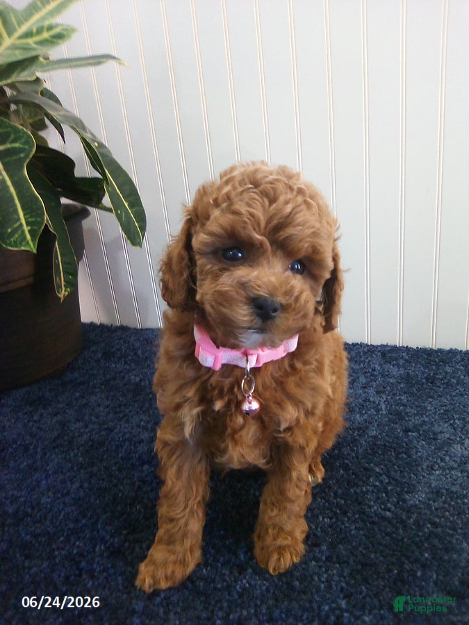 Toy Poodle dogs Thelma - Ad 2