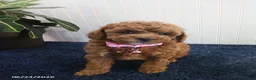 Toy Poodle dogs for sale: Thelma - Ad 2