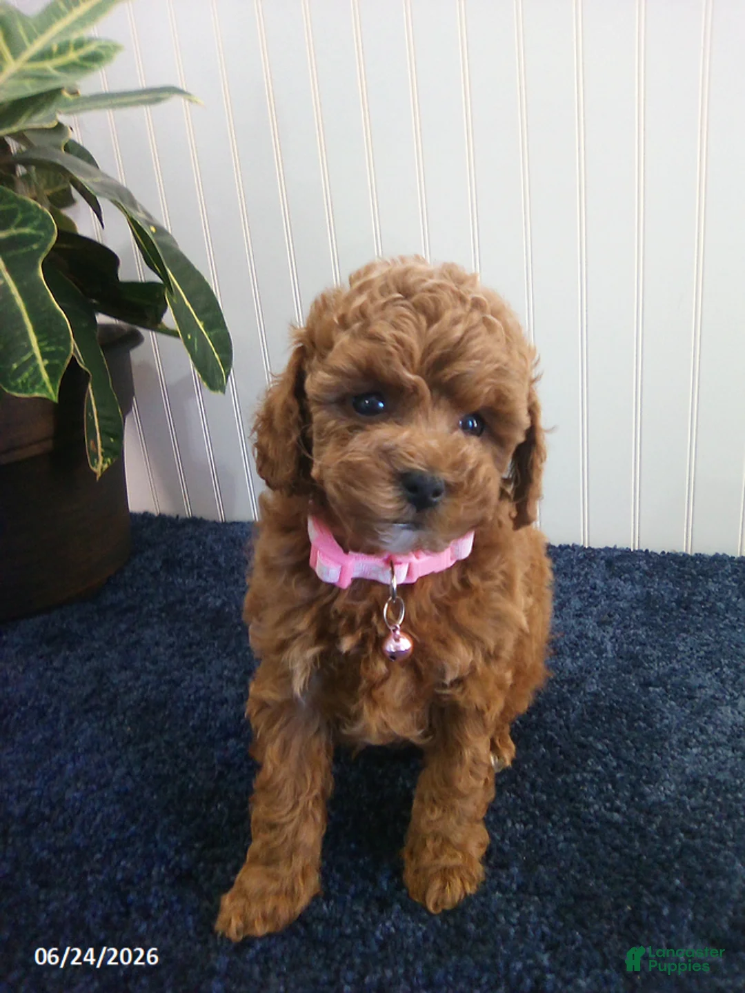 Toy Poodle dogs for sale: Thelma - Ad 2