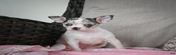 Chihuahua dogs for sale: Bella - Ad 11