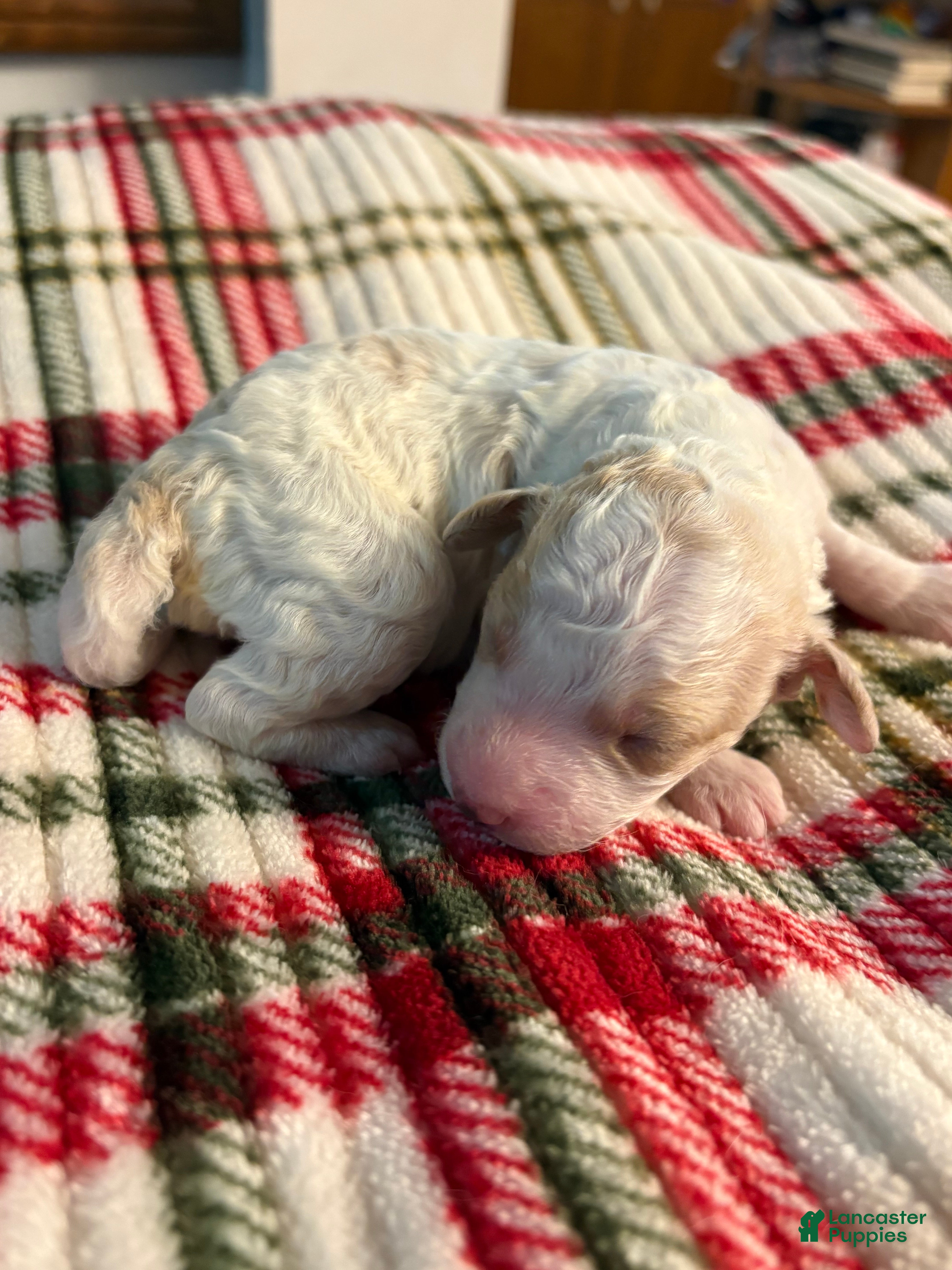 Mixed Breed dogs puppy 1 - Ad 9