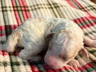 Mixed Breed dogs puppy 1 - Ad 20