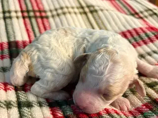 Mixed Breed dogs puppy 1 - Ad 20