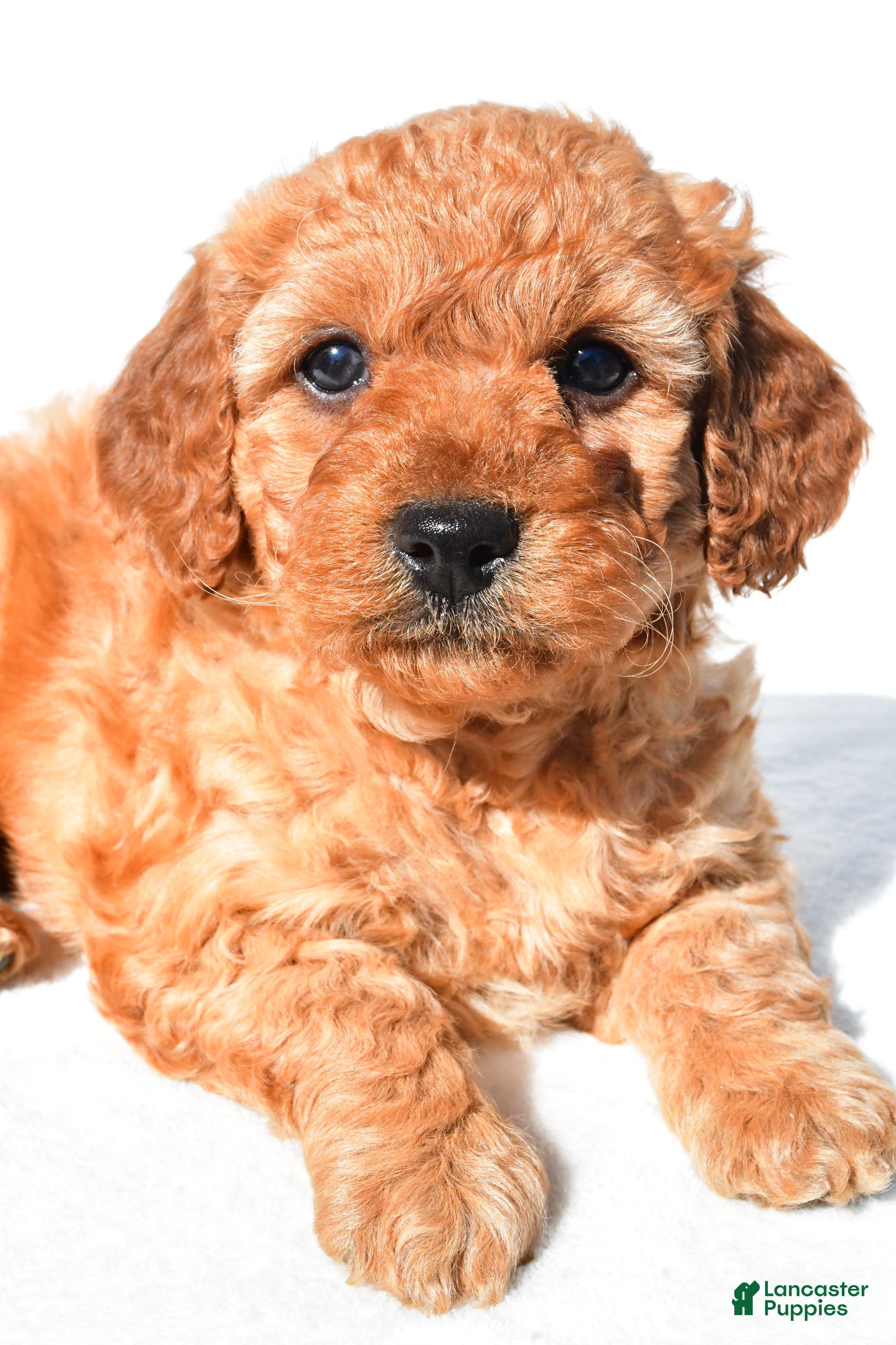 Mini Goldendoodle dogs Lily - Ad 2