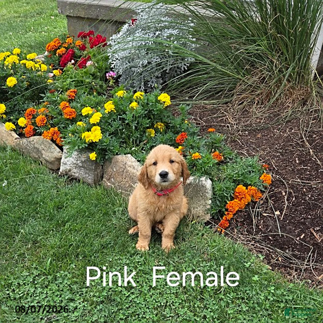 Golden Retriever dogs for sale: Oakley - Ad 1