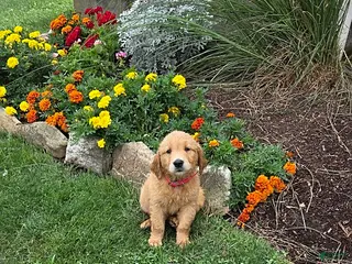Golden Retriever dogs Oakley - Ad 34
