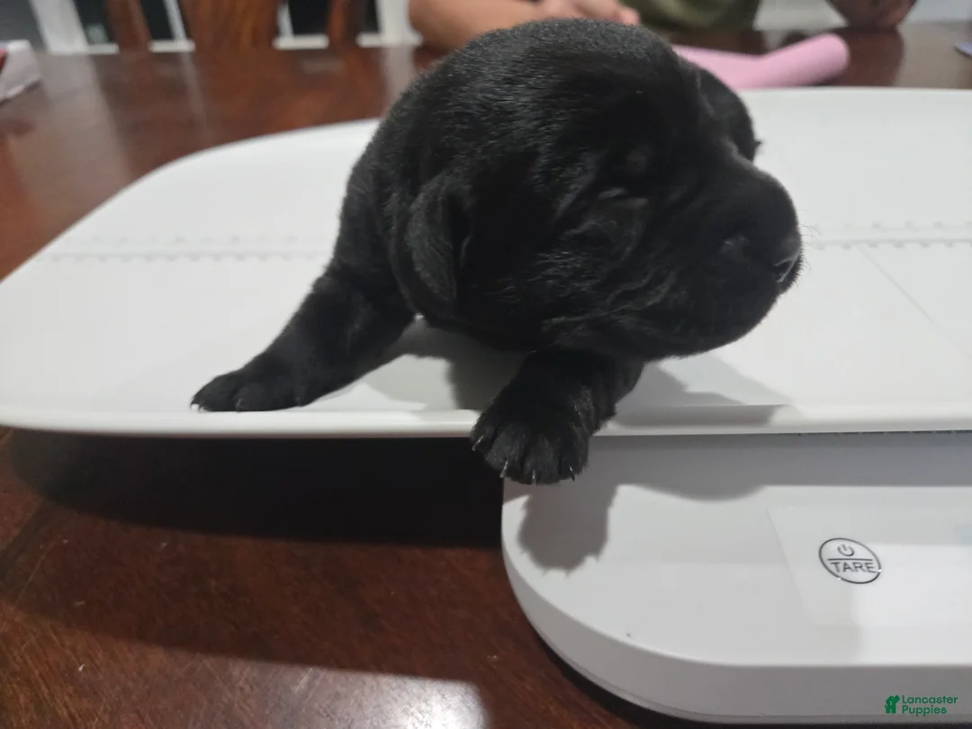 Goldador dogs for sale: Yellow collar male - Ad 2