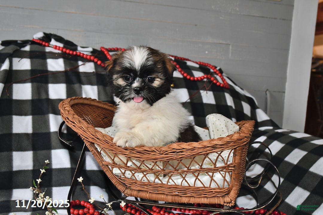 Shih Tzu dogs for sale: Darlene - Ad 10