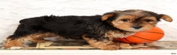 Yorkshire Terrier dogs for sale: Kato - Ad 5