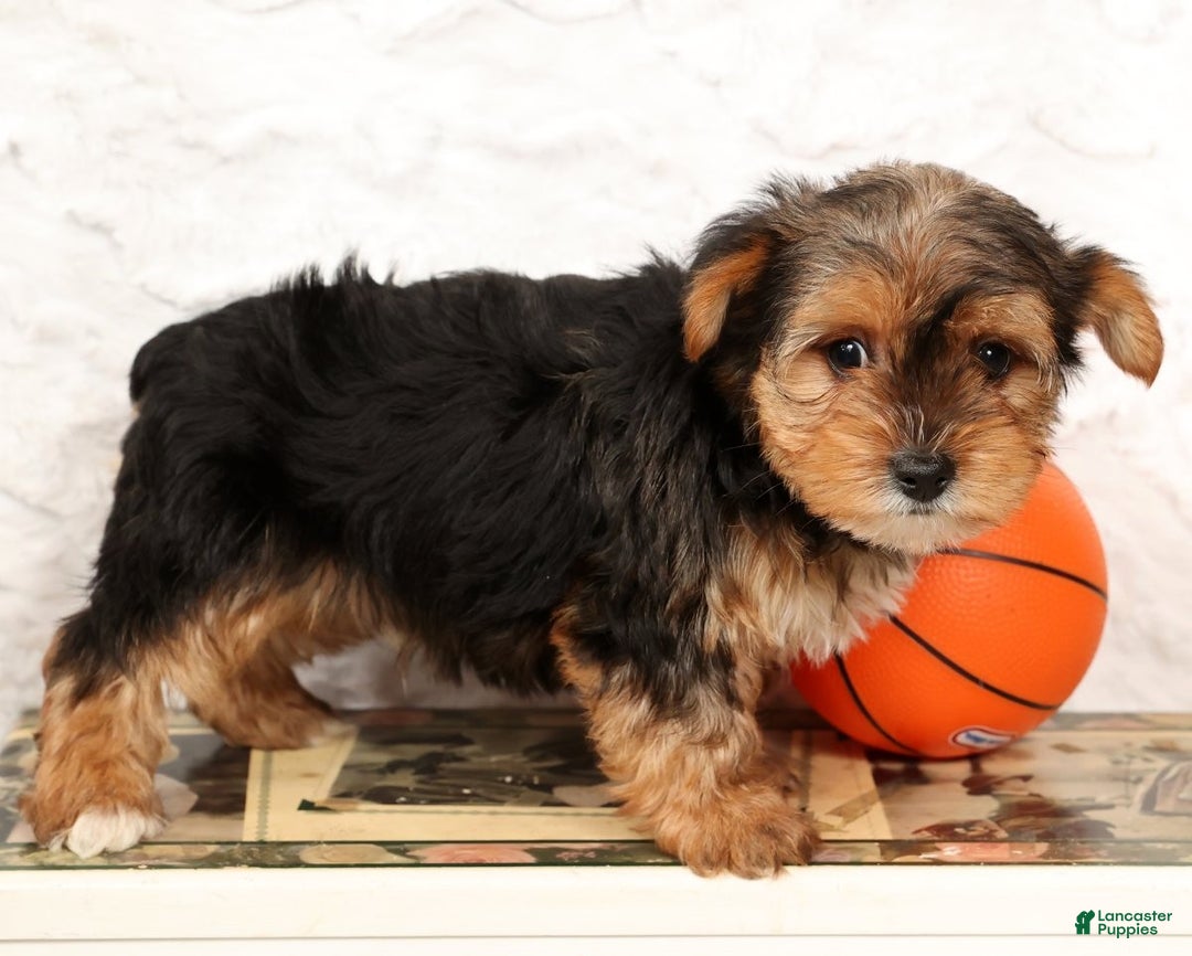 Yorkshire Terrier dogs for sale: Kato - Ad 5