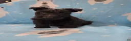 Scottish Terrier dogs for sale: Murrey - Ad 4