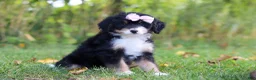 Mini Bernedoodle dogs for sale: Asia💖 - Ad 3