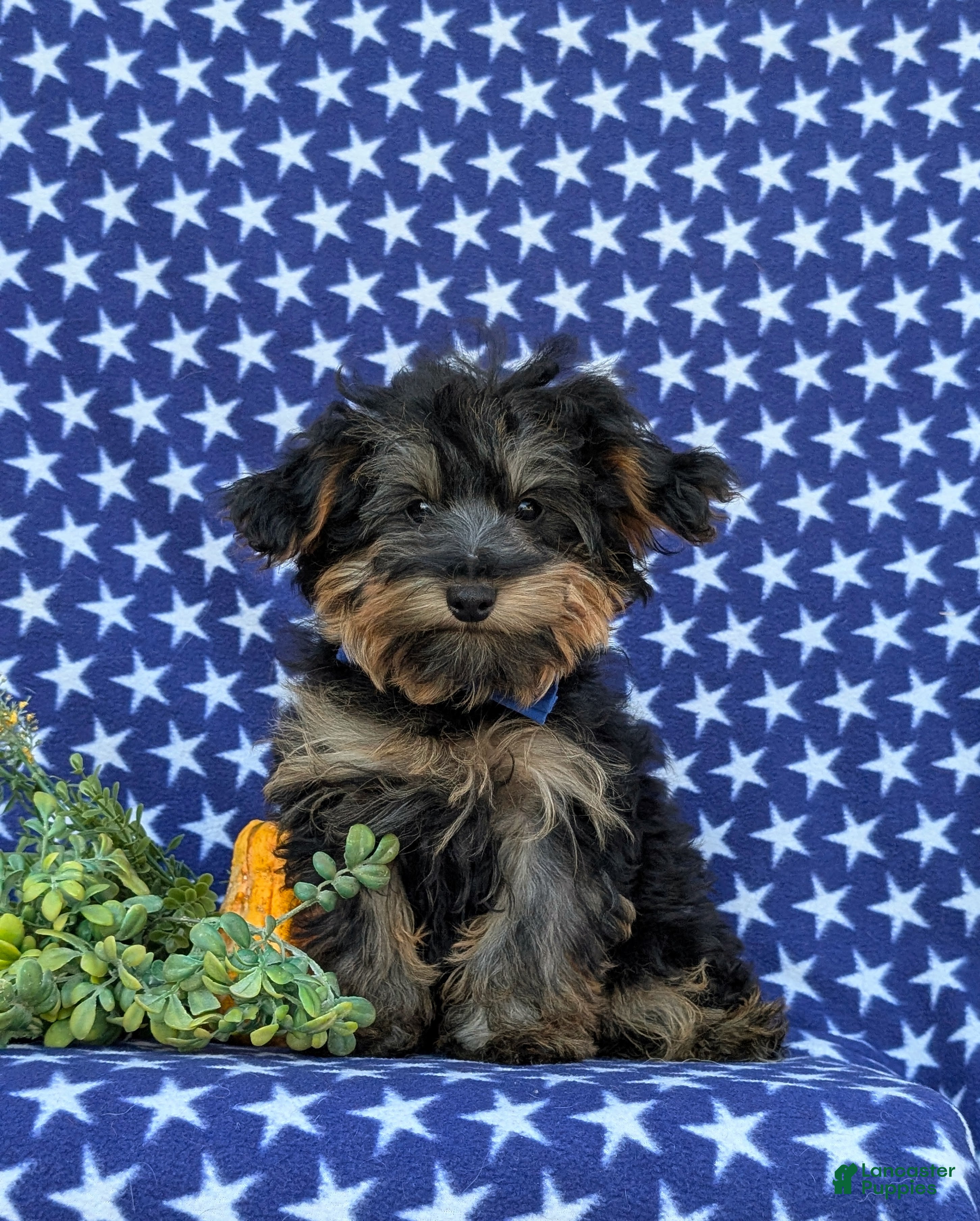 Yorkiepoo dogs for sale: Connor 6 lbs Full Growm - Ad 1
