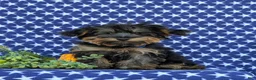 Yorkiepoo dogs for sale: Connor 6 lbs Full Growm - Ad 1