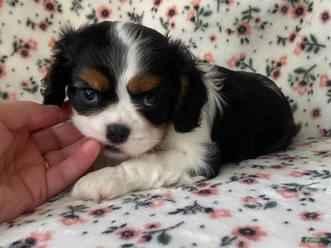 Cavalier King Charles Spaniel dogs for sale: Miracle - Ad 1