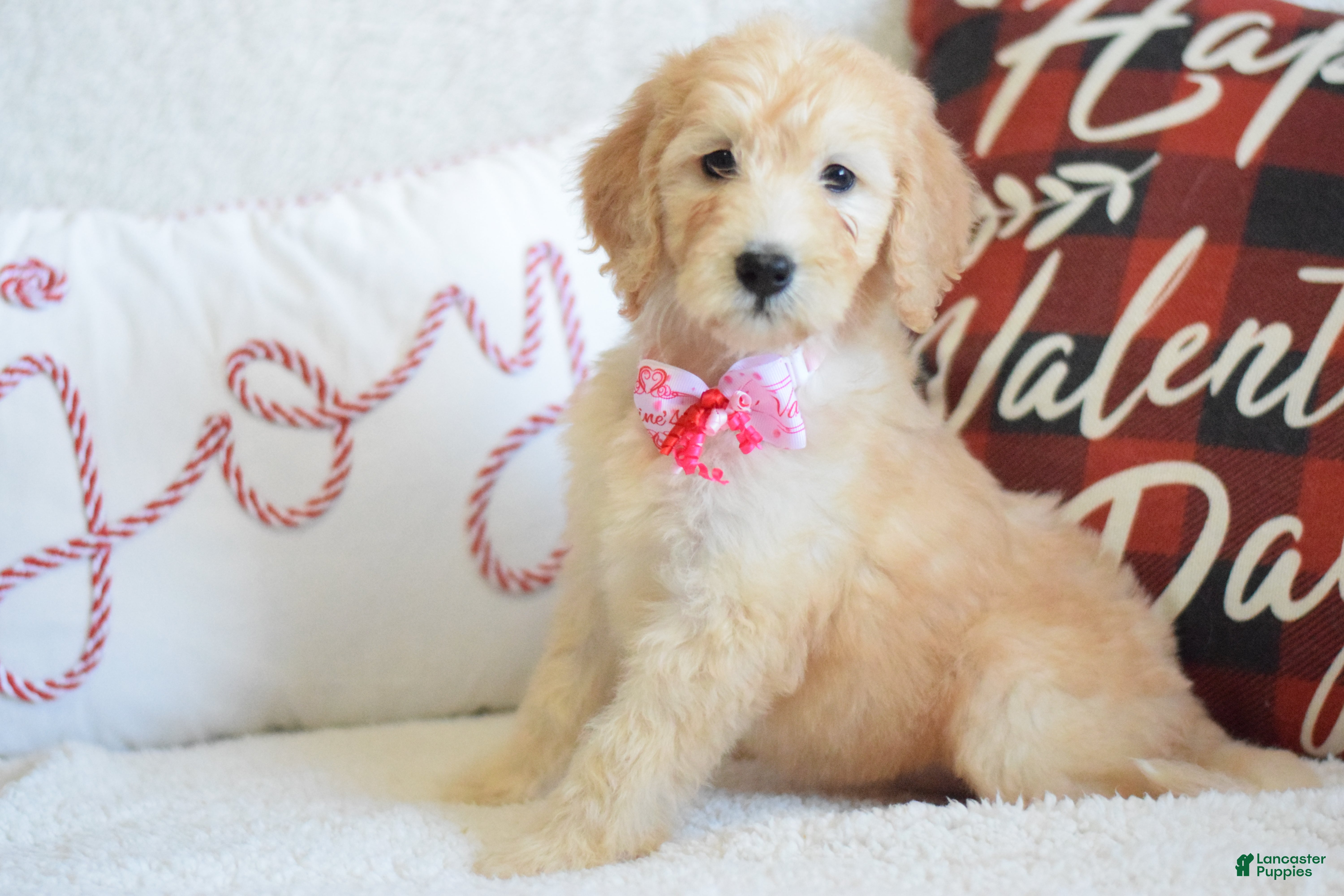Goldendoodle dogs Goldendoodle Puppy 7 - Ad 10
