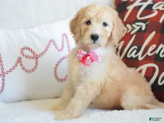 Goldendoodle dogs Goldendoodle Puppy 7 - Ad 10