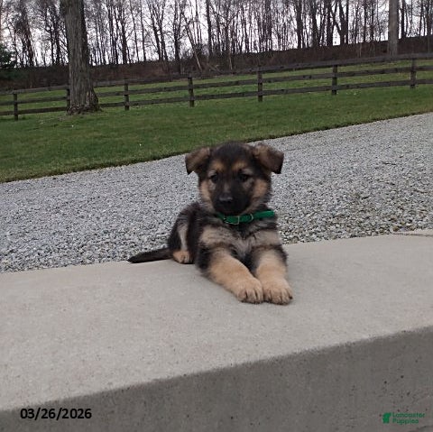 German Shepherd dogs Duke - Ad 2