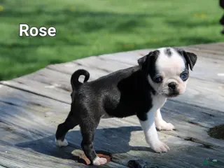 Pug dogs Rose - Ad 12