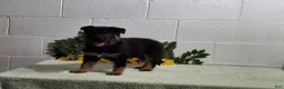 German Shepherd dogs for sale: Hunter  - Ad 4