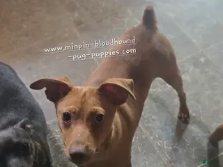 Miniature Pinscher dogs Dylan, stag chocolate merle - Ad 10