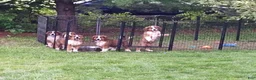 Mixed Breed dogs for sale: Marley - Ad 15