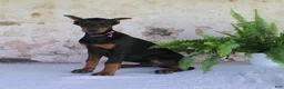 Doberman Pinscher dogs for sale: Sheila - Ad 4