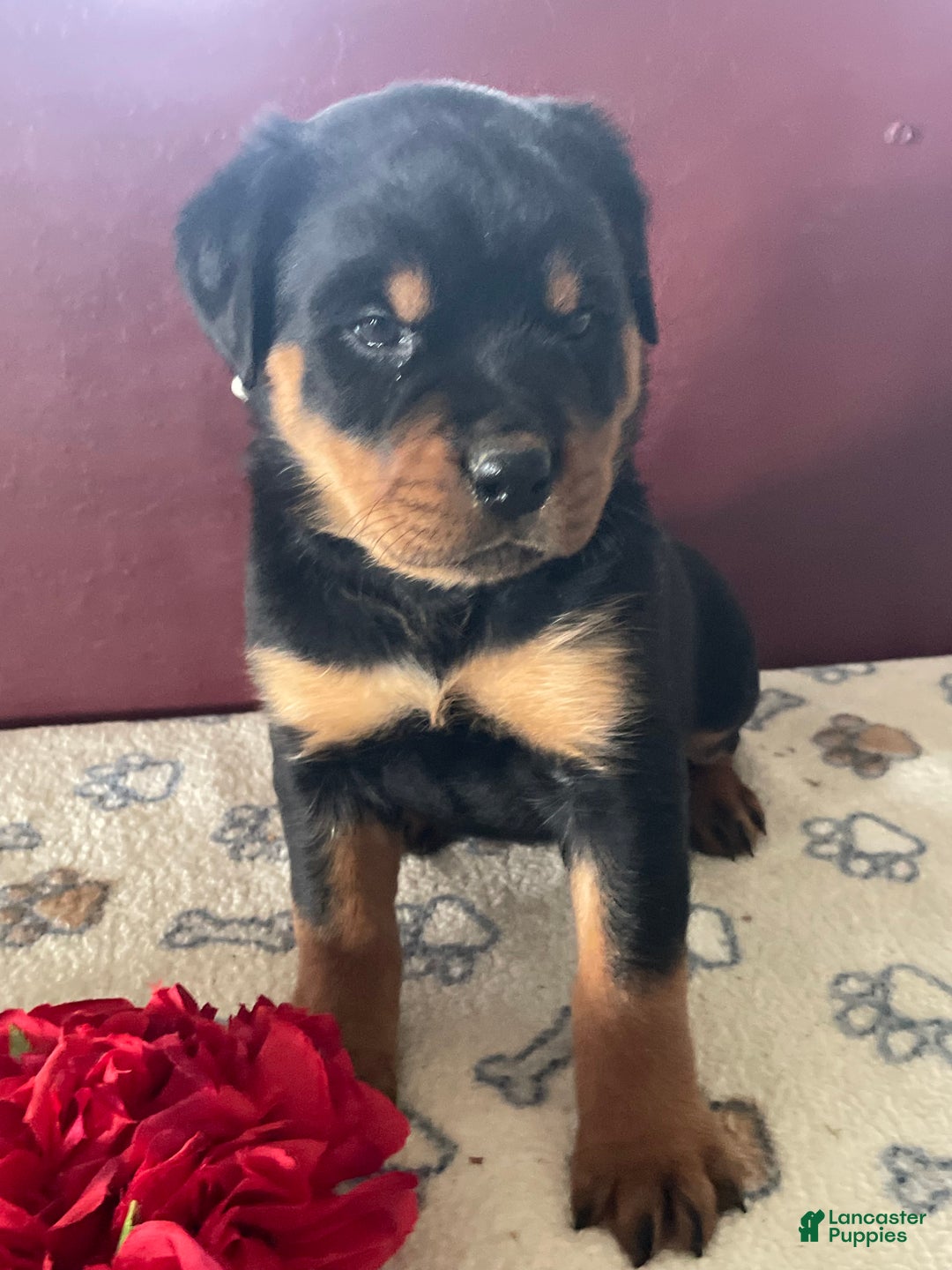 Rottweiler dogs for sale: Mimi - Ad 4