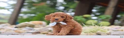 Mini Goldendoodle dogs for sale: Igor - Ad 3