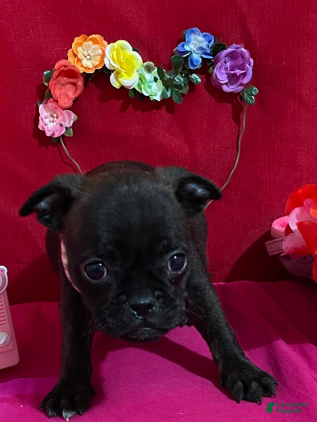 Mixed Breed dogs for sale: Bella - Ad 4