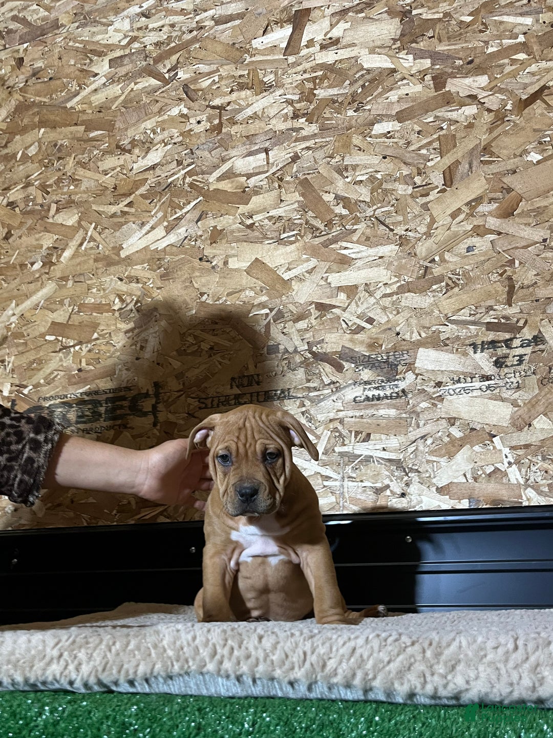 American Bully dogs for sale: Cinnamon  - Ad 5
