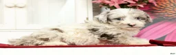 Miniature Poodle dogs for sale: Nona - Ad 4