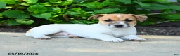 Jack Russell Terrier dogs for sale: Rusty - Ad 2