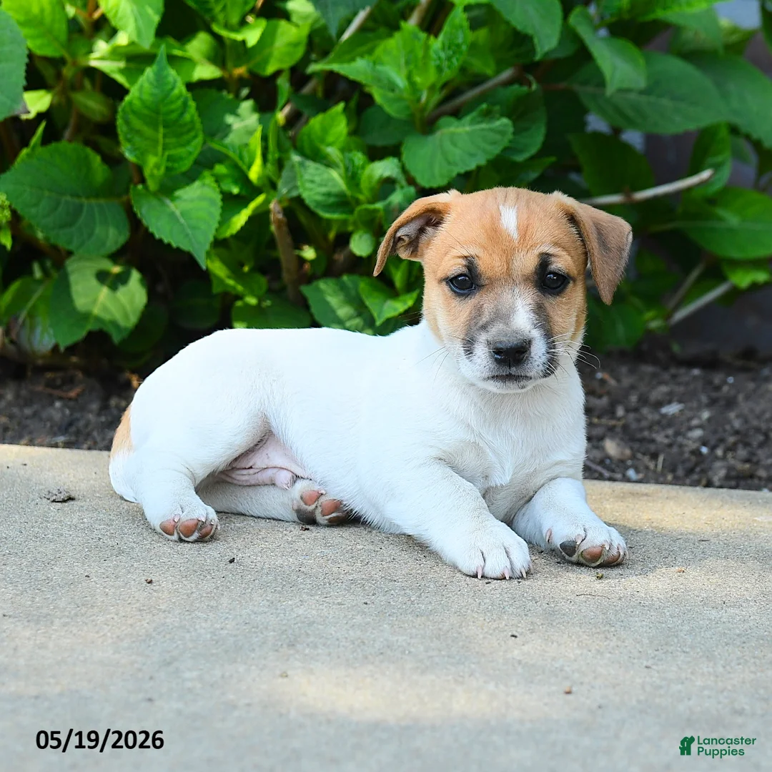 Jack Russell Terrier dogs for sale: Rusty - Ad 2