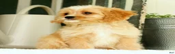 Cavapoo dogs for sale: Walker - Ad 6