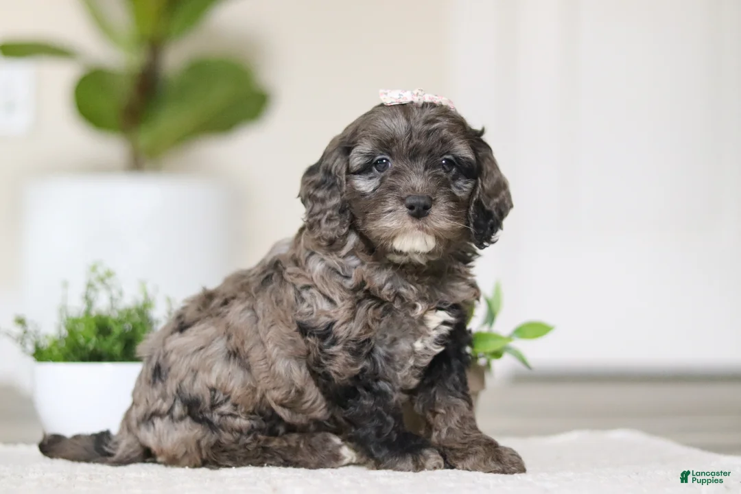 Cockapoo dogs for sale: Oakley - Ad 4
