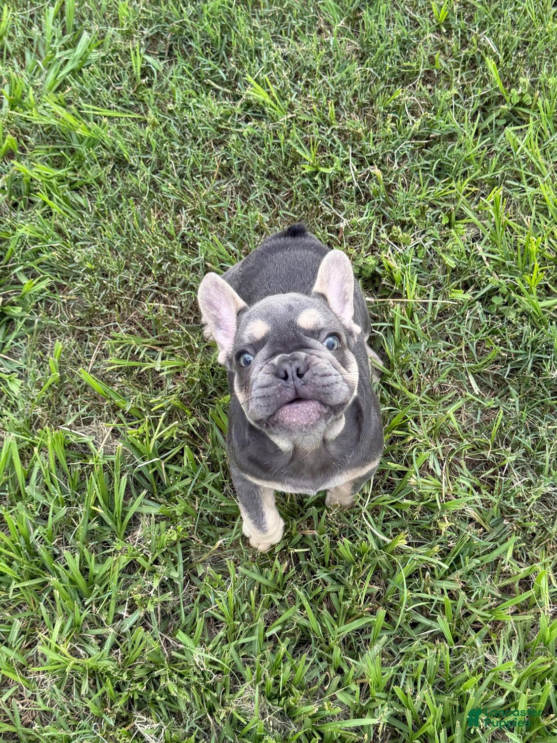 French Bulldog dogs French Bulldog 1 - Ad 2