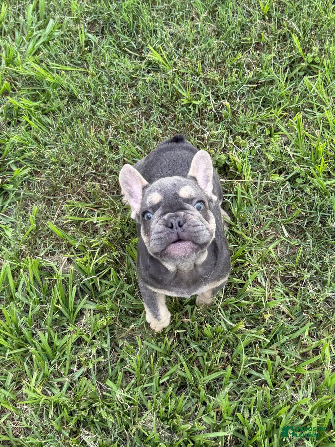 French Bulldog dogs for sale: French Bulldog 1 - Ad 2