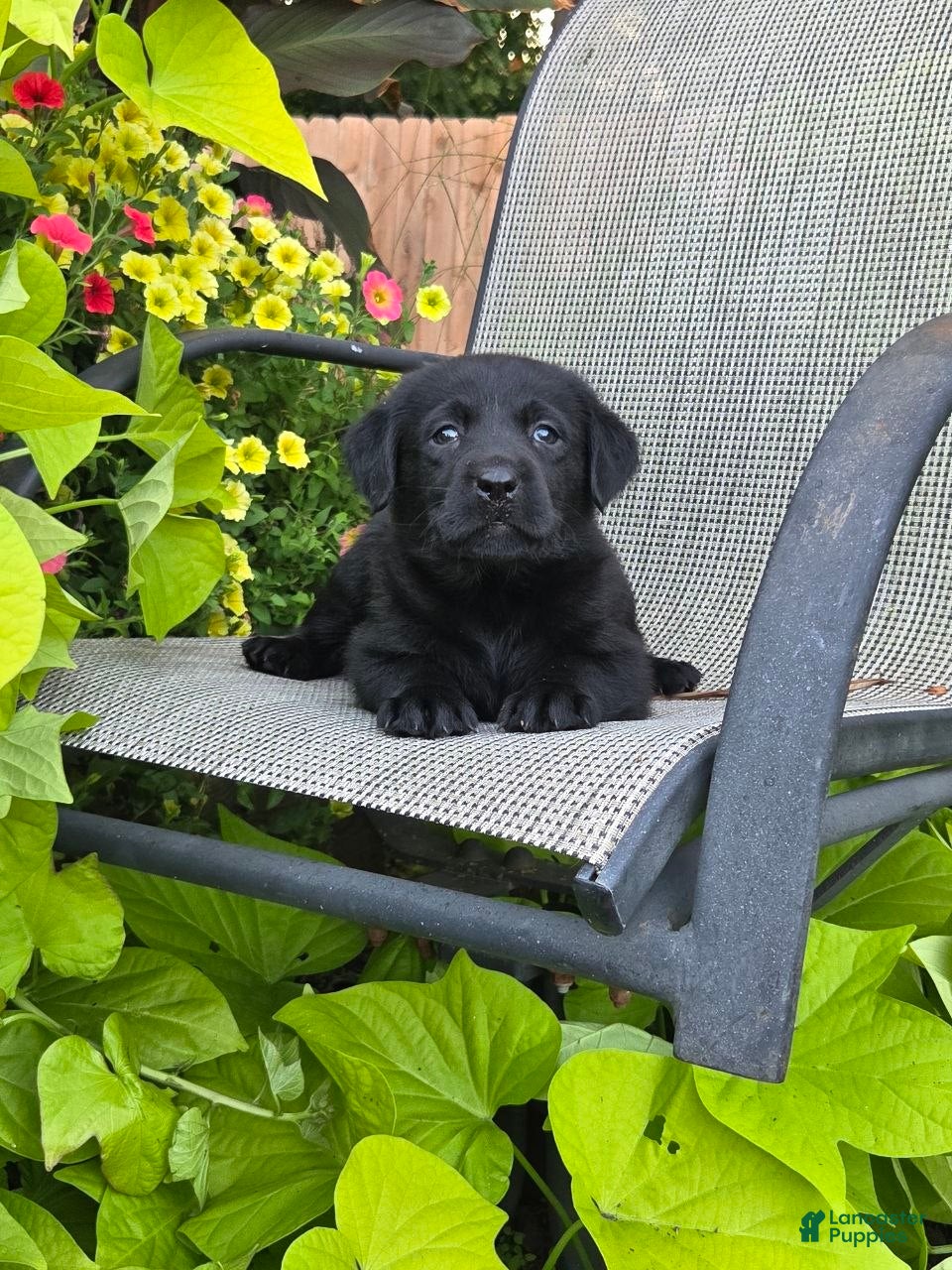 Labrador Retriever dogs Sasha  - Ad 1