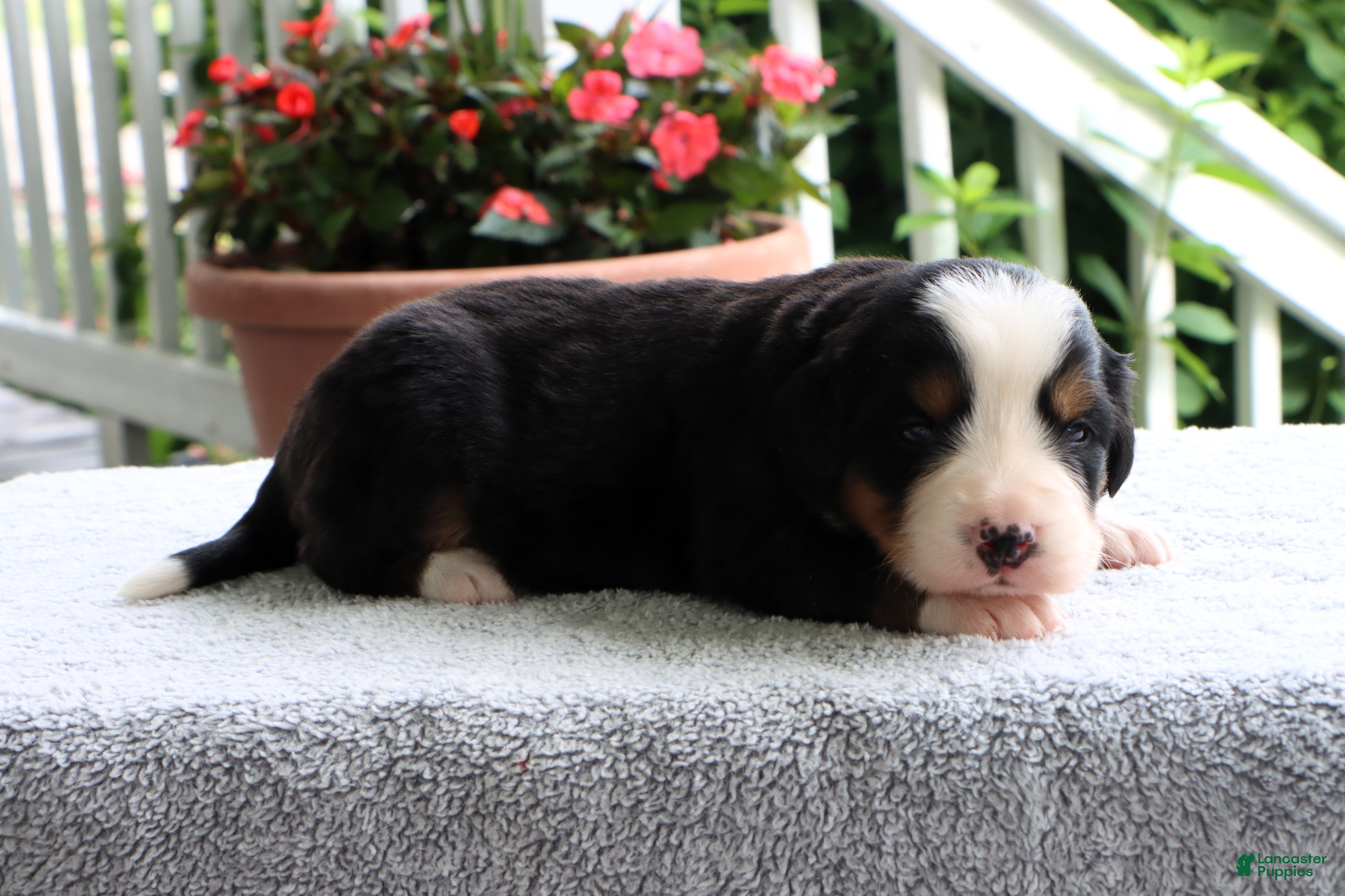 Bernese Mountain Dog dogs Kristen - Ad 1
