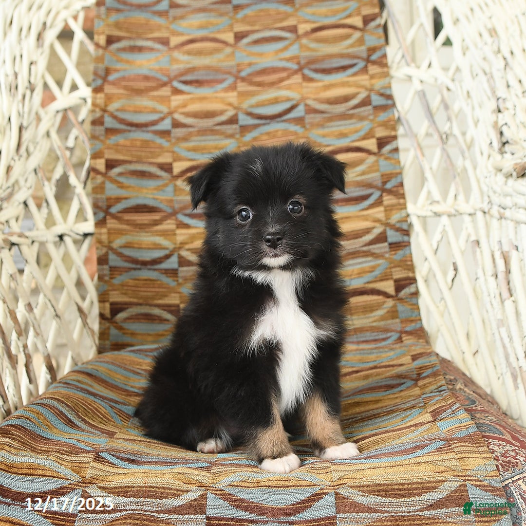 Toy Australian Shepherd dogs for sale: Cricket - Ad 1