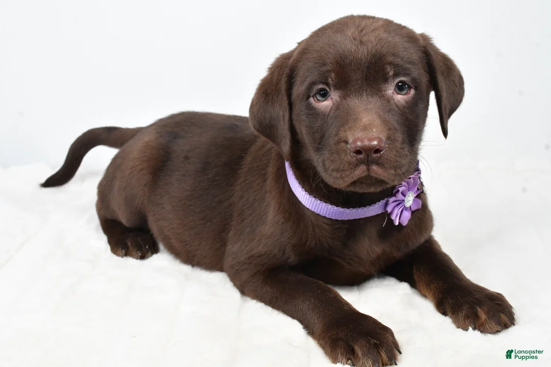 Labrador Retriever dogs for sale: Mindi - Ad 1