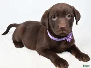 Labrador Retriever dogs Mindi - Ad 14