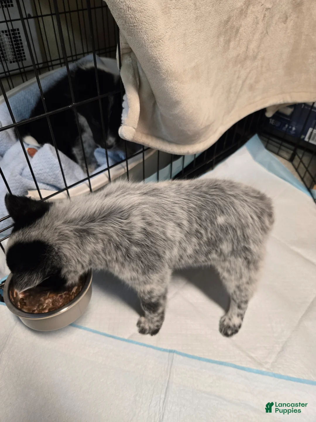 Mixed Breed dogs for sale: Mixed Breed Puppy 1 - Ad 2