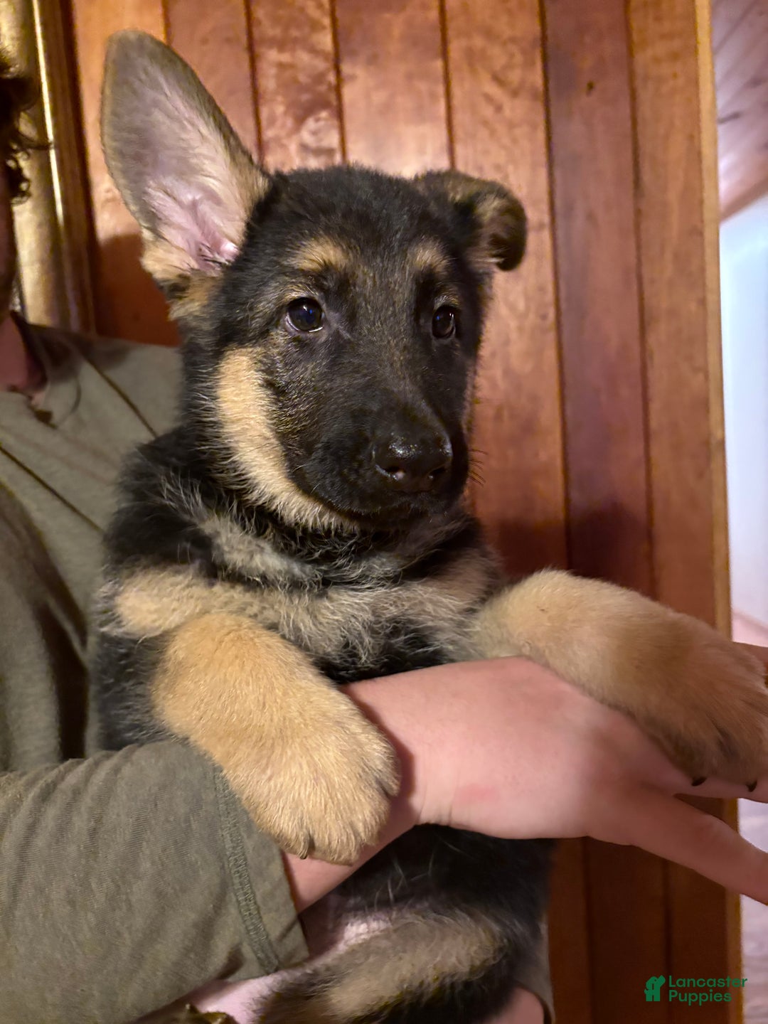 German Shepherd dogs for sale: Buddy - Ad 3
