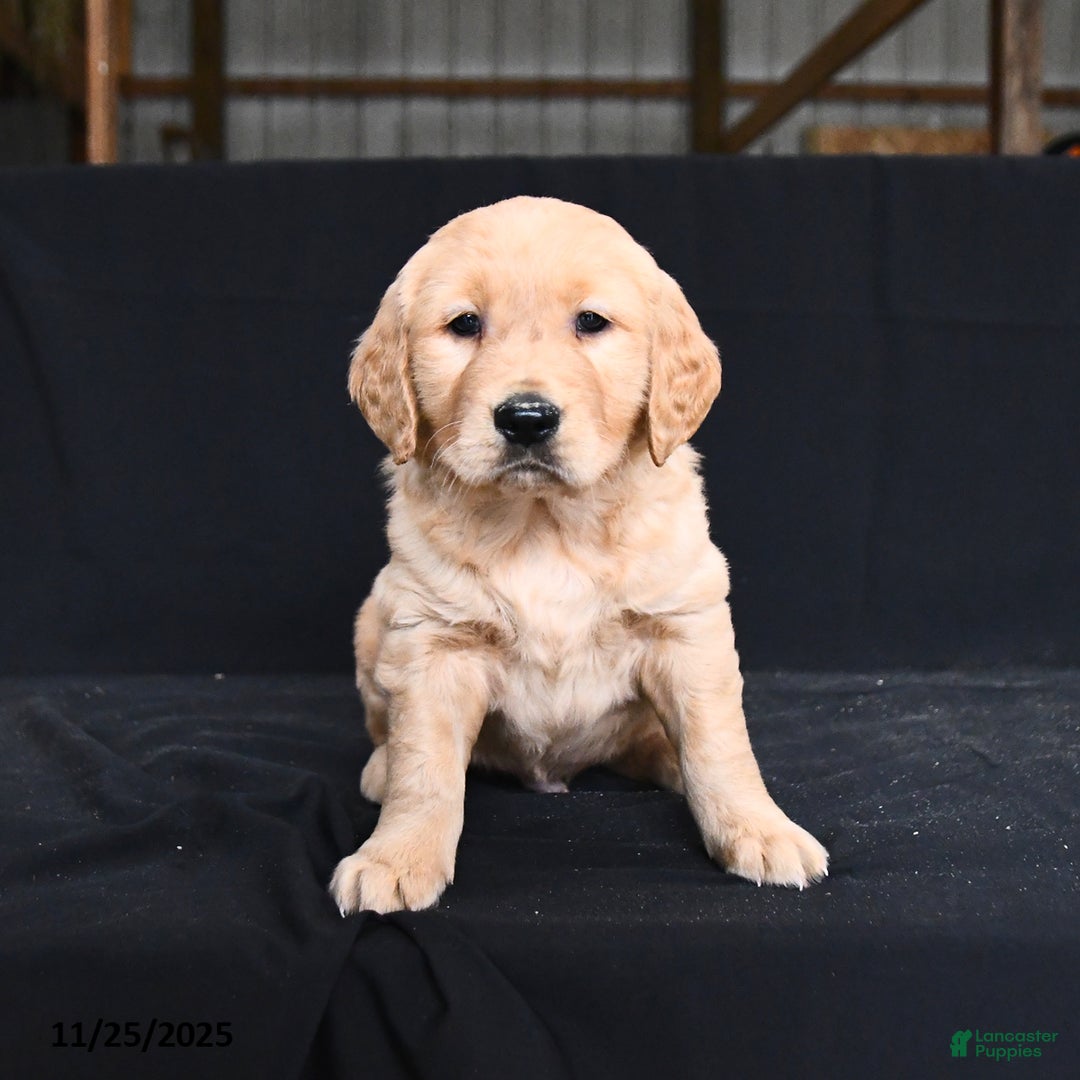 Golden Retriever dogs for sale: Ryker  - Ad 2